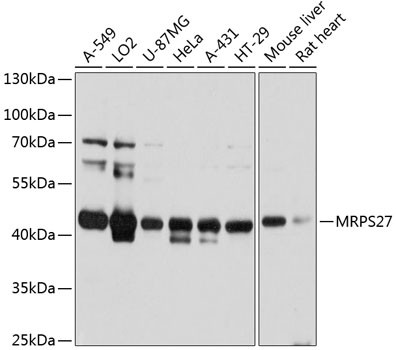 MRPS27 Antibody in Western Blot (WB)