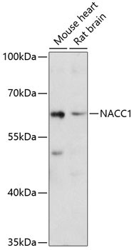 NAC1 Antibody in Western Blot (WB)
