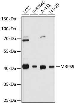 MRPS9 Antibody in Western Blot (WB)