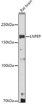 LNPEP Antibody in Western Blot (WB)
