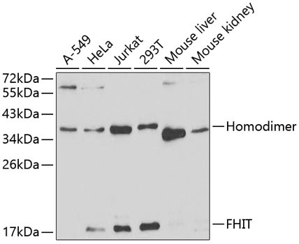 FHIT Antibody in Western Blot (WB)