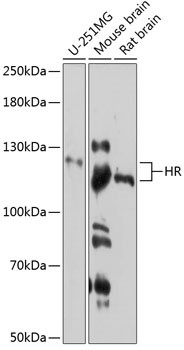 Hairless Antibody in Western Blot (WB)