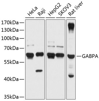 GABPA Antibody in Western Blot (WB)