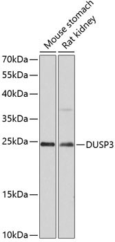 DUSP3 Antibody in Western Blot (WB)