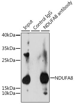 NDUFA8 Antibody in Immunoprecipitation (IP)