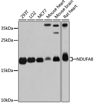 NDUFA8 Antibody in Western Blot (WB)