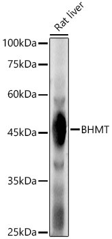 BHMT Antibody in Western Blot (WB)