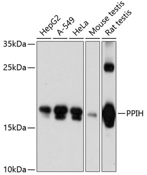 PPIH Antibody in Western Blot (WB)