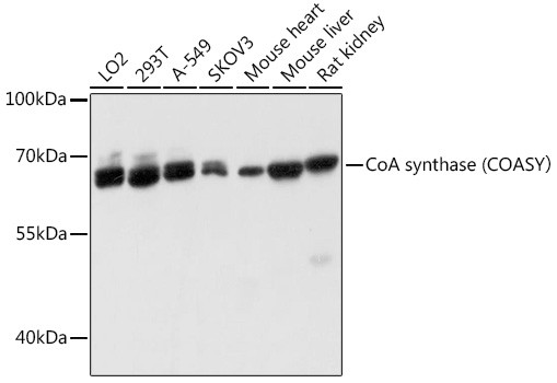 CoA Synthase Antibody in Western Blot (WB)