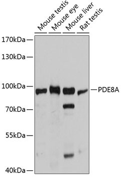 PDE8A Antibody in Western Blot (WB)
