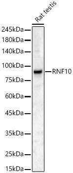 RNF10 Antibody in Western Blot (WB)