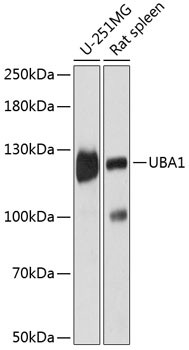 UBE1 Antibody in Western Blot (WB)