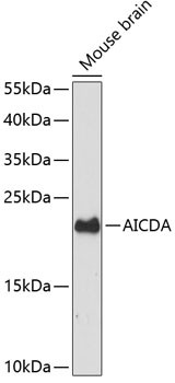 AID Antibody in Western Blot (WB)