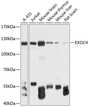 EXOC4 Antibody in Western Blot (WB)