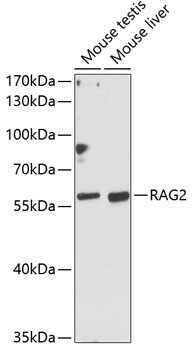 RAG2 Antibody in Western Blot (WB)