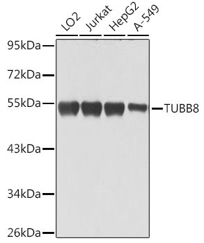 TUBB8 Antibody in Western Blot (WB)