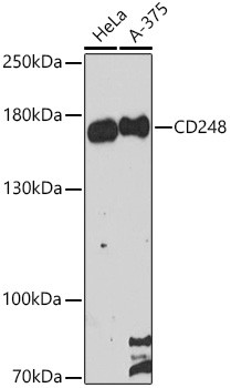 CD248 Antibody in Western Blot (WB)