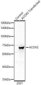 ACOX2 Antibody in Western Blot (WB)