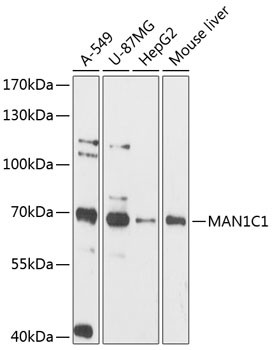 MAN1C1 Antibody in Western Blot (WB)