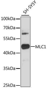 MLC1 Antibody in Western Blot (WB)