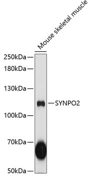 SYNPO2 Antibody in Western Blot (WB)