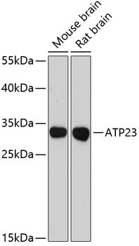 XRCC6BP1 Antibody in Western Blot (WB)