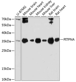 PITPN Antibody in Western Blot (WB)