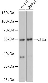 CTU2 Antibody in Western Blot (WB)