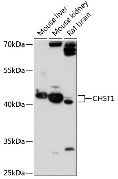 CHST1 Antibody in Western Blot (WB)