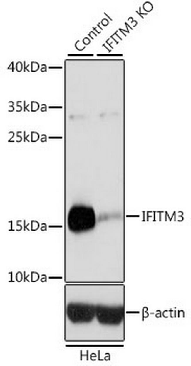 IFITM3 Antibody