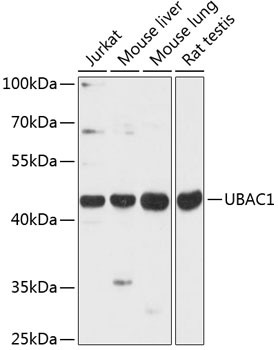 UBAC1 Antibody in Western Blot (WB)