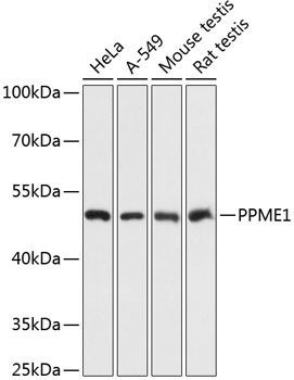 PPME1 Antibody in Western Blot (WB)