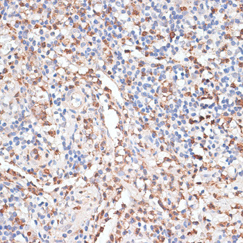 Cathepsin G Antibody in Immunohistochemistry (Paraffin) (IHC (P))