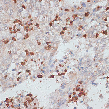 Cathepsin G Antibody in Immunohistochemistry (Paraffin) (IHC (P))