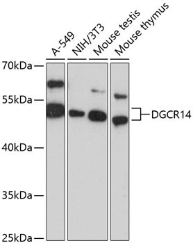 DGCR14 Antibody in Western Blot (WB)