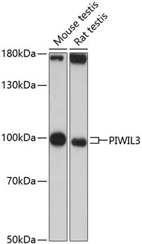 PIWIL3 Antibody in Western Blot (WB)