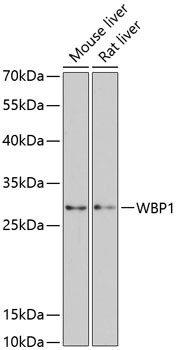 WBP1 Antibody in Western Blot (WB)