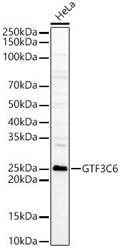 GTF3C6 Antibody in Western Blot (WB)