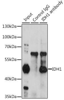 IDH1 Antibody in Immunoprecipitation (IP)