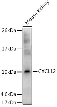 CXCL12 Antibody in Western Blot (WB)