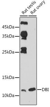 DBI Antibody in Western Blot (WB)