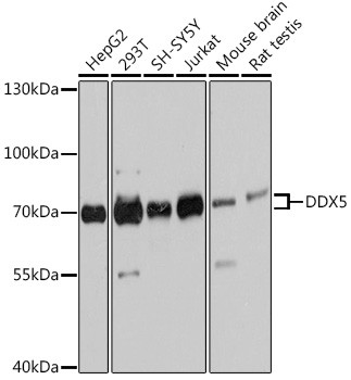 DDX5 Antibody in Western Blot (WB)