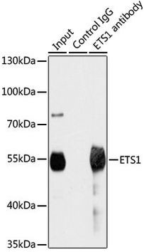 ETS1 Antibody in Immunoprecipitation (IP)