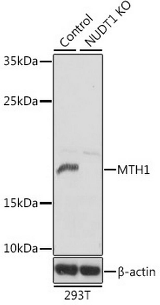 MTH1 Antibody