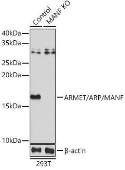 ARMET Antibody in Western Blot (WB)