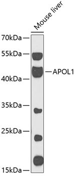 Apolipoprotein L1 Antibody in Western Blot (WB)