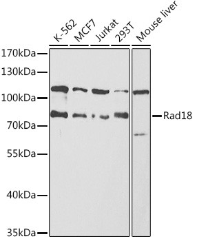RAD18 Antibody in Western Blot (WB)