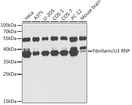 Fibrillarin Antibody in Western Blot (WB)
