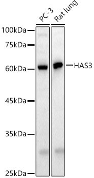 HAS3 Antibody in Western Blot (WB)