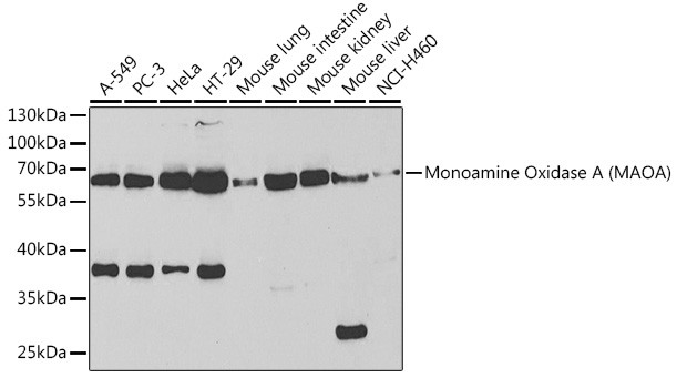 MAOA Antibody in Western Blot (WB)